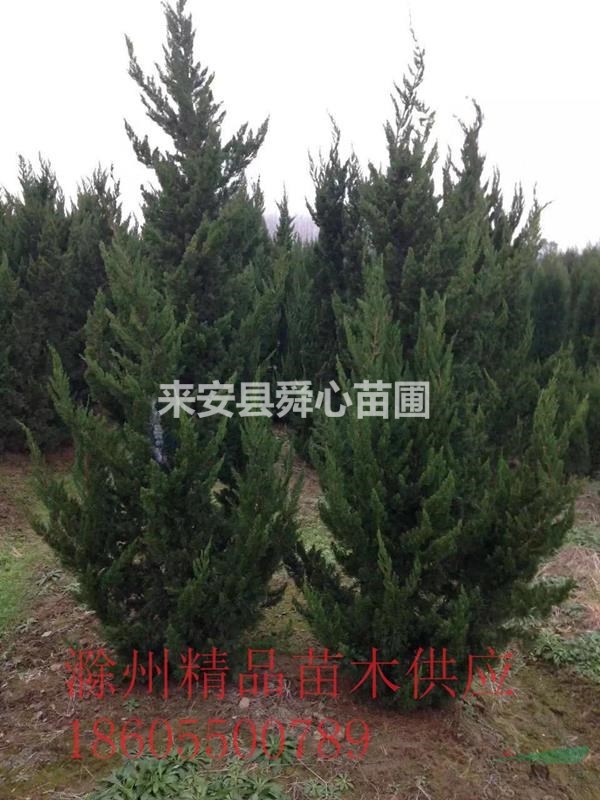 滁州地區(qū)大量供應龍柏