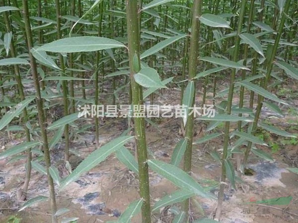 湖南可以種植竹柳嗎？