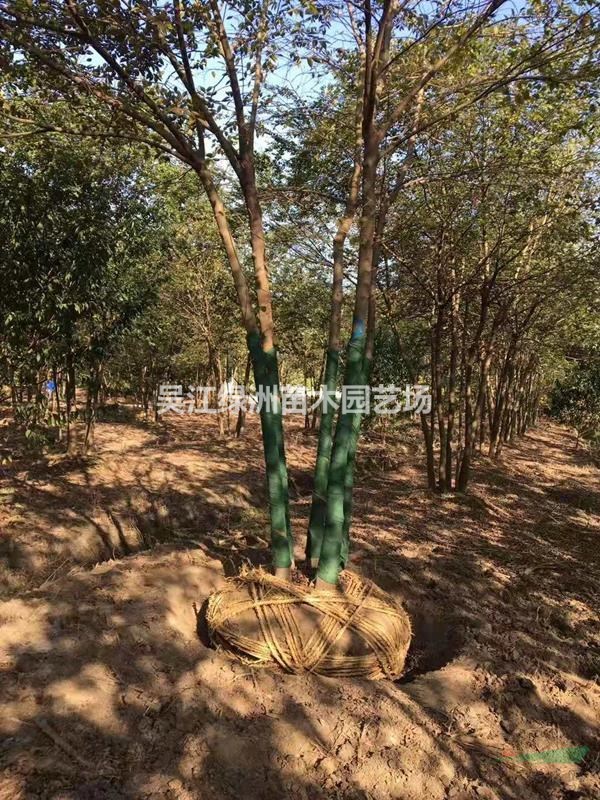 江蘇叢生樸樹哪里便宜 高7米冠5米叢生樸樹便宜批發(fā)出售