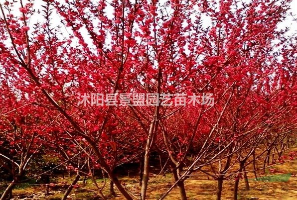 紅葉碧桃園林用途在什么方面？