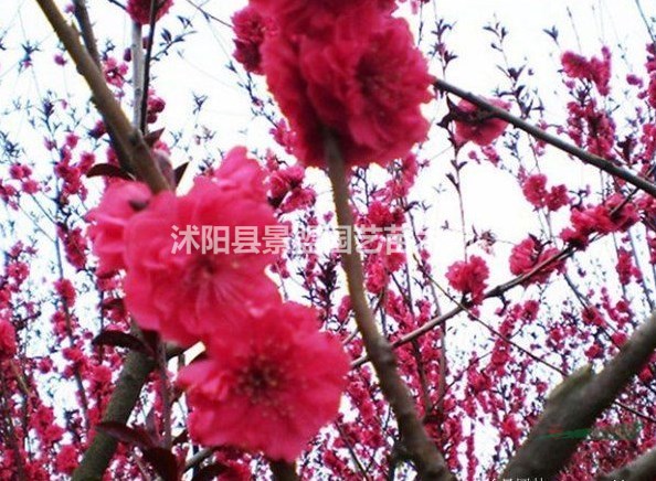 湖南可以種植紅葉碧桃嗎？