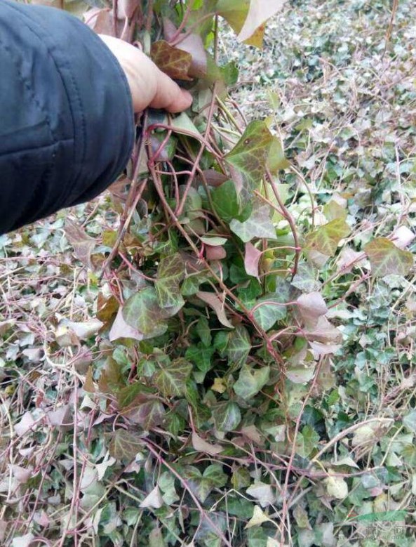 夏天可種常春藤嗎？