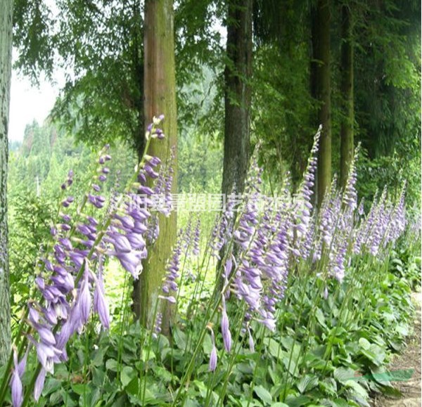 10月份可以栽植玉簪嗎？