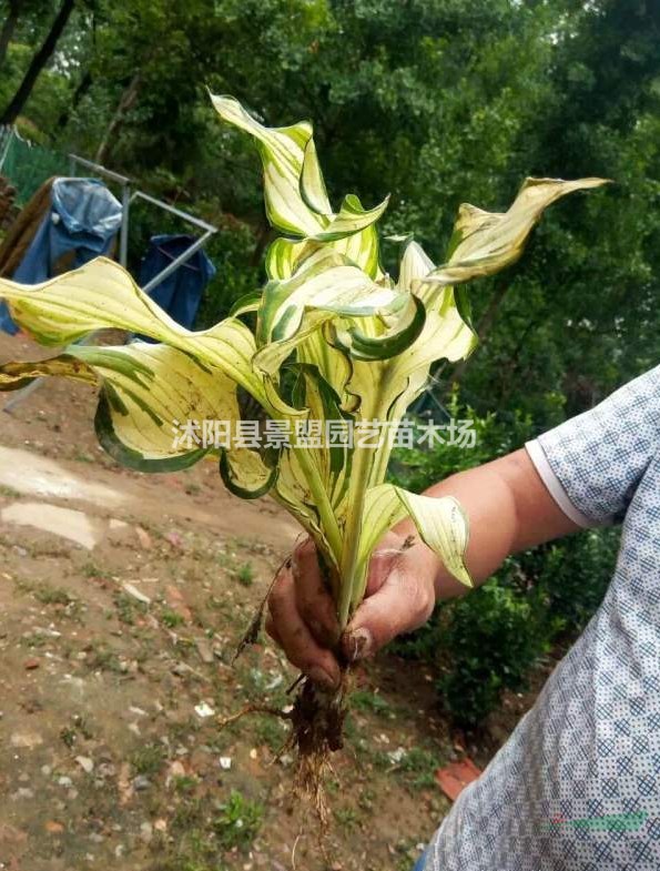 花葉玉簪滿鋪一平米要多少棵?