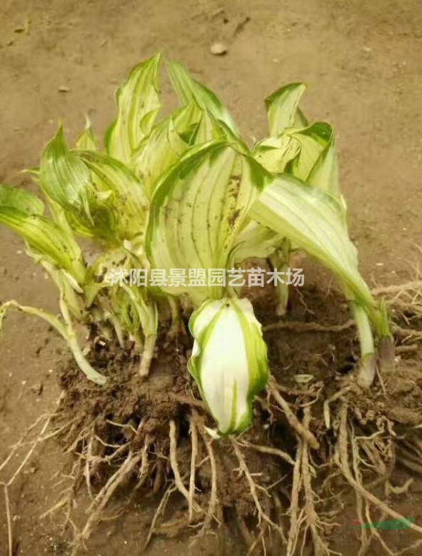 花葉玉簪滿鋪一平米要多少棵?