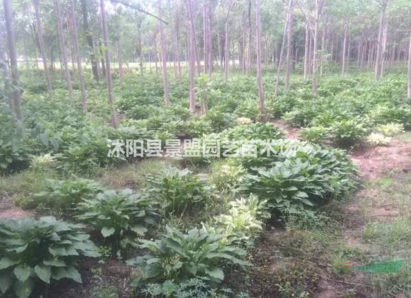 福建可以栽植花葉玉簪嗎?