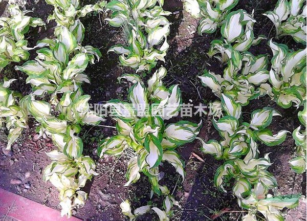 新疆可以栽植花葉玉簪嗎？