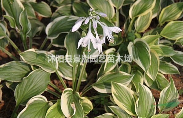 公路邊栽植花葉玉簪好嗎？