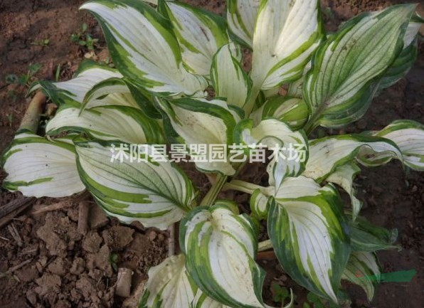 花葉玉簪耐熱嗎？