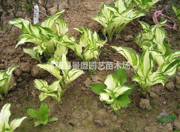 花葉玉簪耐熱嗎？