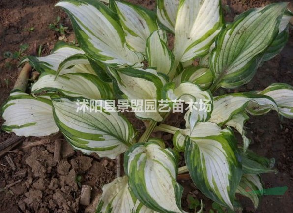  河邊能不能種植花葉玉簪？