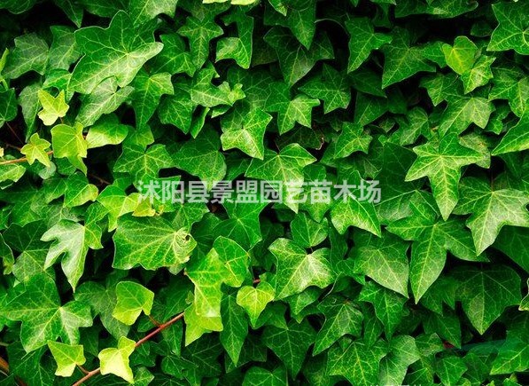 護坡綠化為什么喜歡用常春藤苗？