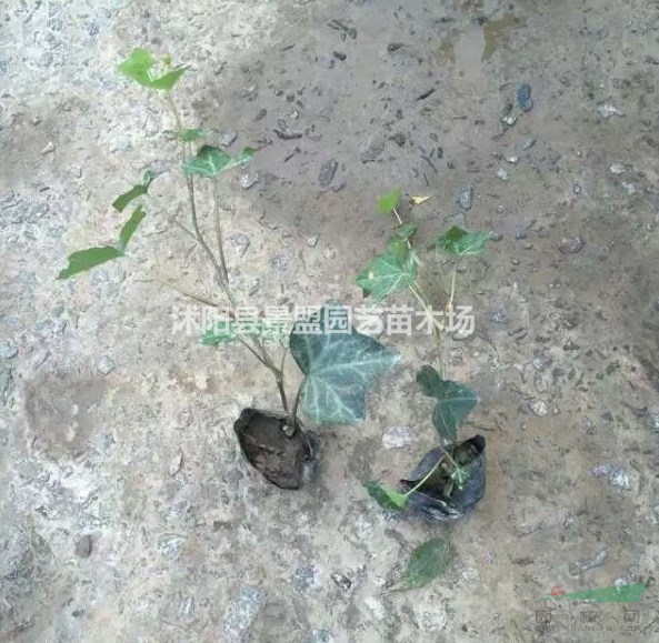 護坡綠化為什么喜歡用常春藤苗？