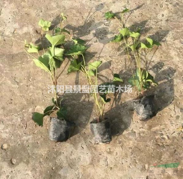 江西常春藤都在哪里買的？