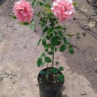 直銷 花卉綠植盆栽 大花月季花苗濃香 薔薇玫瑰花苗