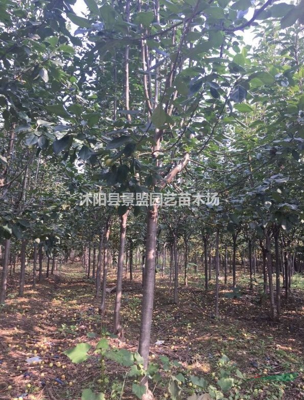 8公分西府海棠批發(fā)基地在哪里？