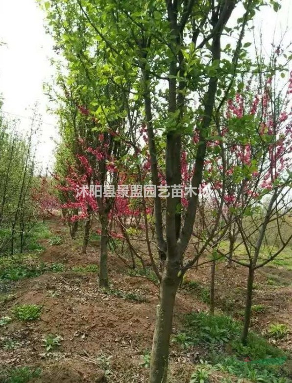 8公分西府海棠批發(fā)基地在哪里？