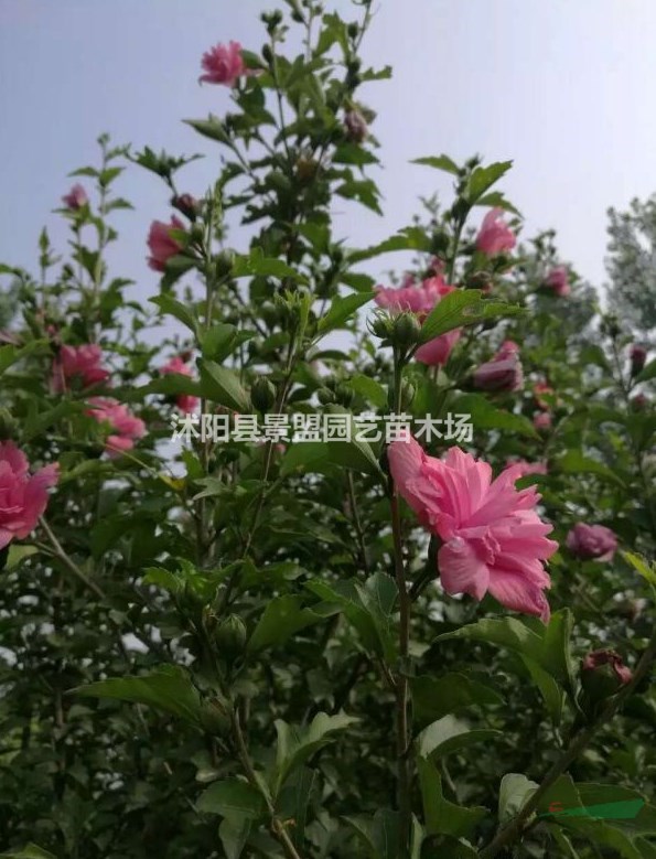 木槿分枝點一般多高？