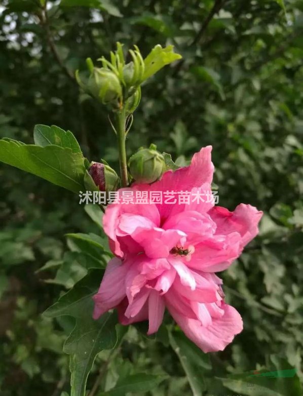 木槿分枝點一般多高？