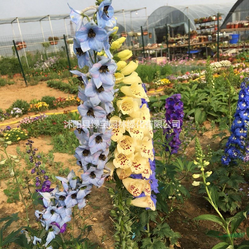 毛地黃幾月份開(kāi)花？