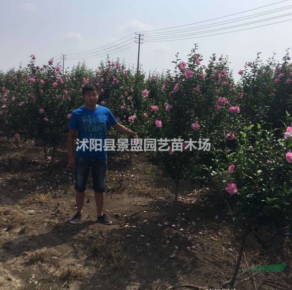 精品木槿價格哪家最低？
