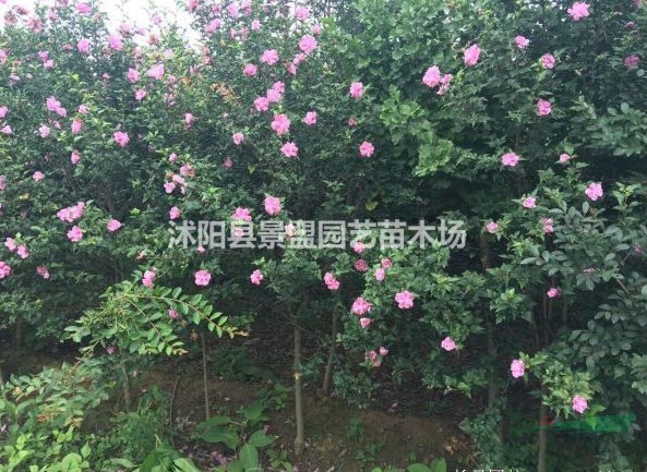 精品木槿價格哪家最低？