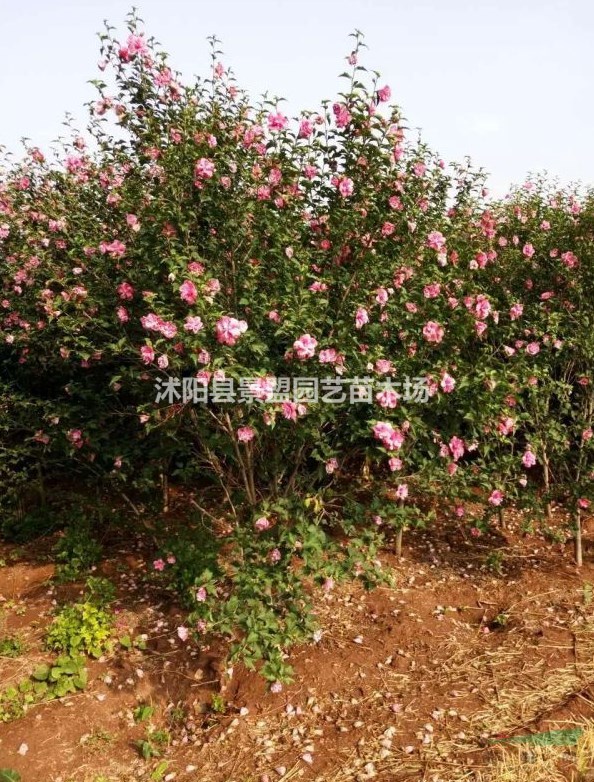 哪里有叢生木槿種植基地？