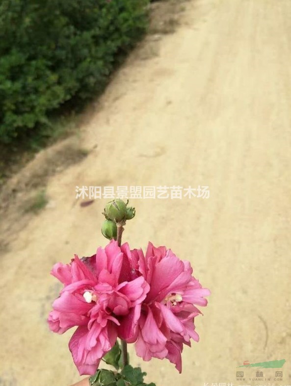 木槿苗多少錢一株？