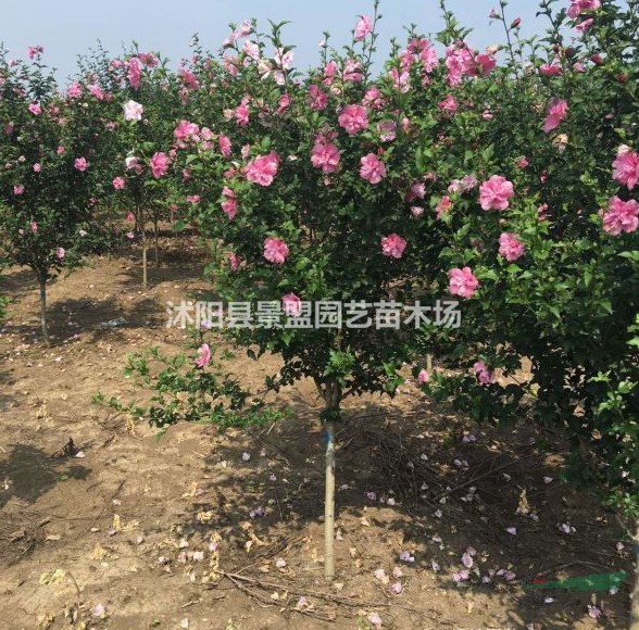 木槿苗多少錢一株？