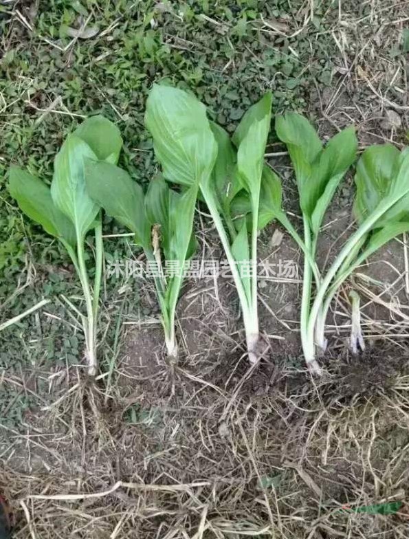 玉簪什么時(shí)候開花？