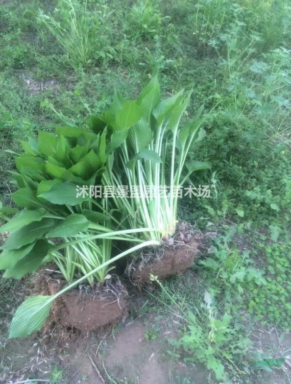 玉簪什么時(shí)候開花？