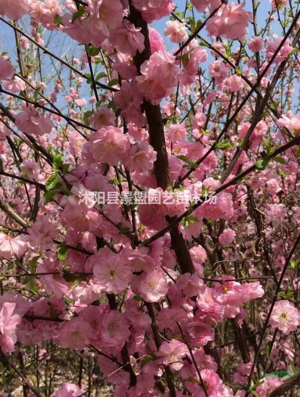 河北榆葉梅價格便宜嗎？