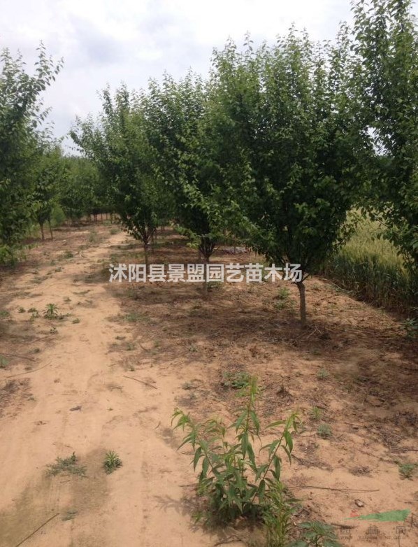 河北榆葉梅價格便宜嗎？