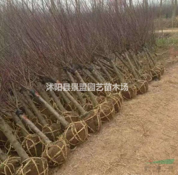 內(nèi)蒙古有種植榆葉梅的基地嗎？