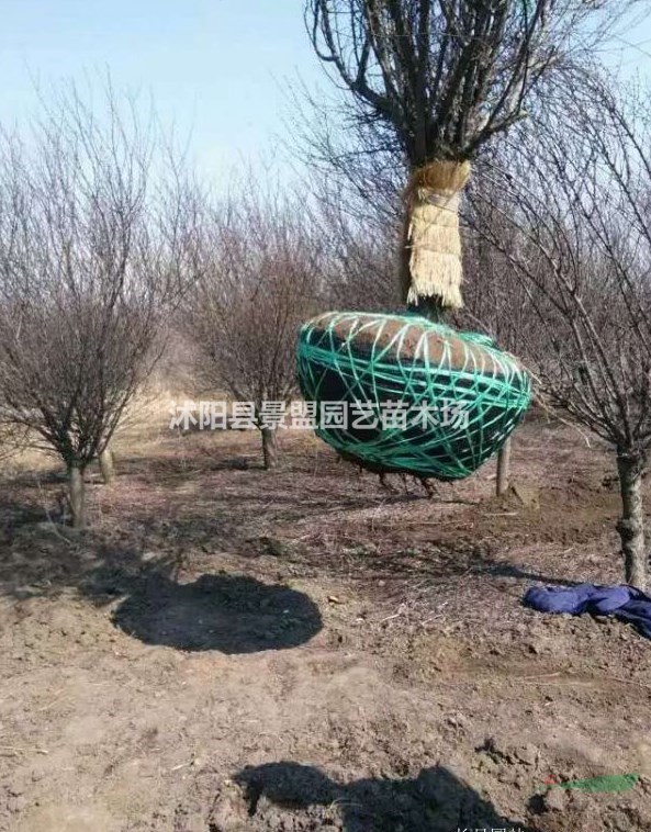 內(nèi)蒙古有種植榆葉梅的基地嗎？