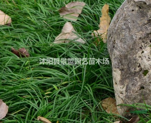 廣東的沿階草都在哪里買？