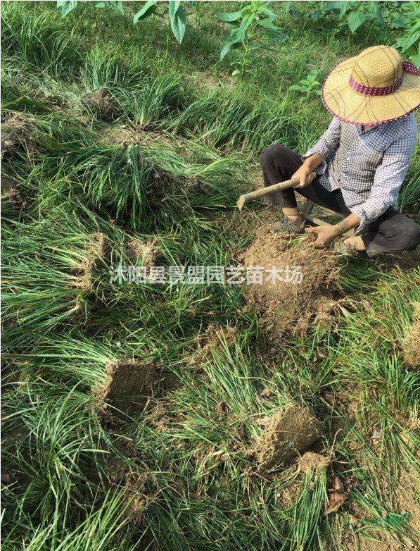 廣東的沿階草都在哪里買？