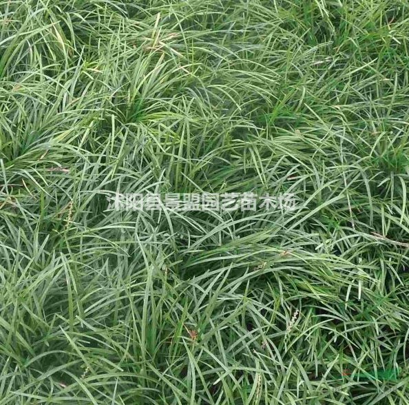 15厘米的沿階草多少錢(qián)一株？