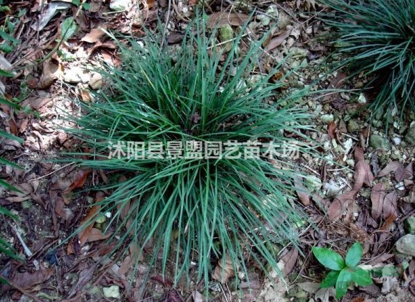 15厘米的沿階草多少錢(qián)一株？