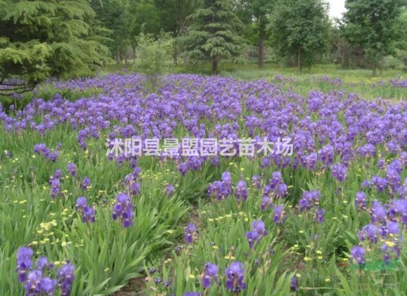 公園里可以種植鳶尾花嗎？