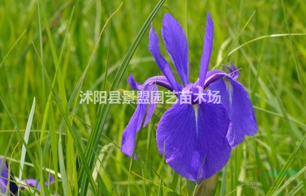 鳶尾花能長多高？