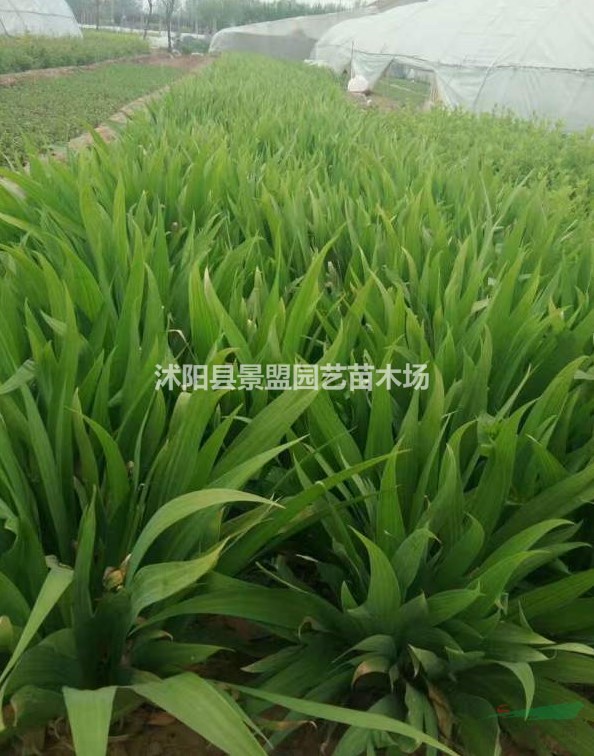 鳶尾花耐寒嗎？