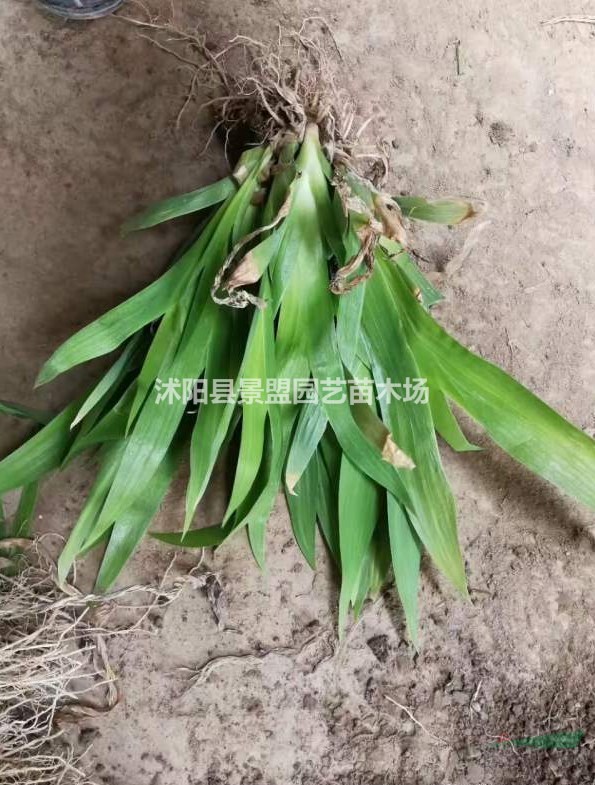 鳶尾花耐寒嗎？