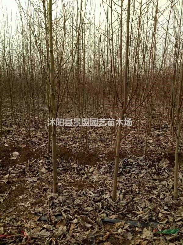 米徑14公分白玉蘭什么價(jià)格能買到？