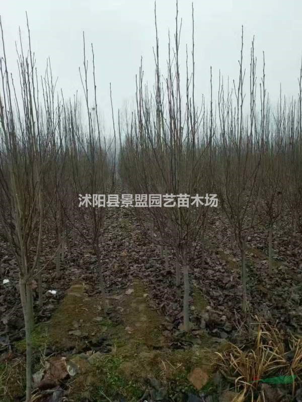 米徑14公分白玉蘭什么價(jià)格能買到？