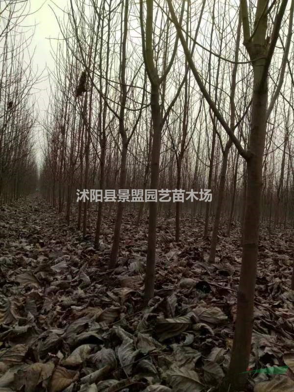 福建有種植白玉蘭的基地嗎？