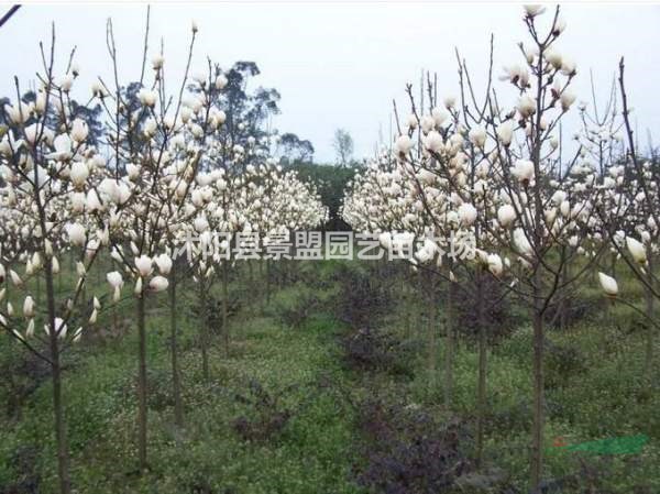 白玉蘭北方能種嗎？