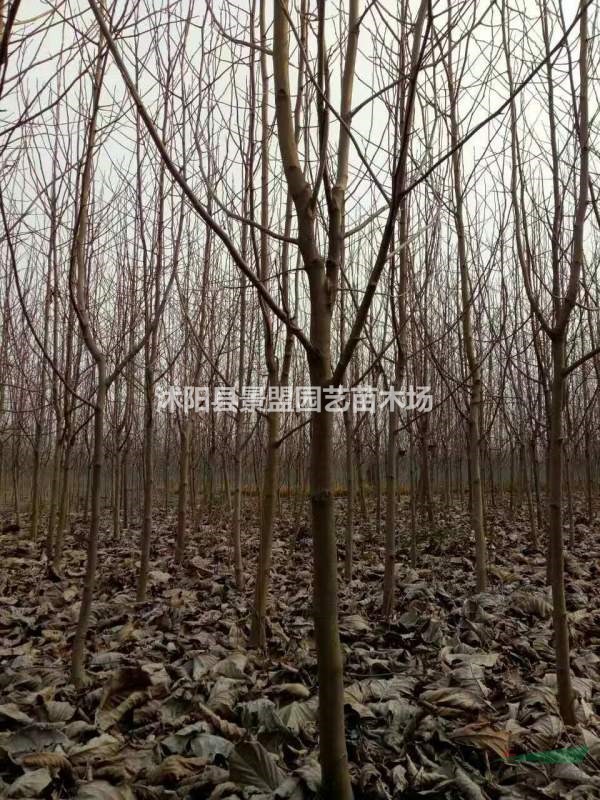 白玉蘭北方能種嗎？