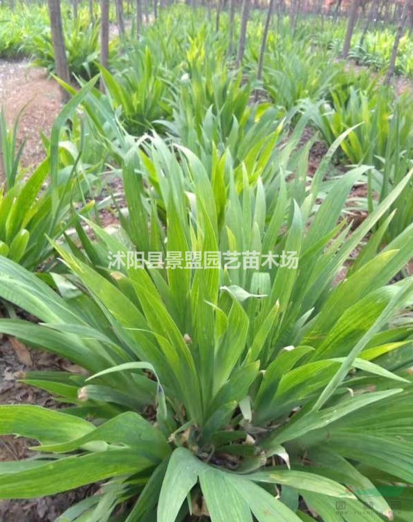 7月份可以栽植鳶尾花嗎？