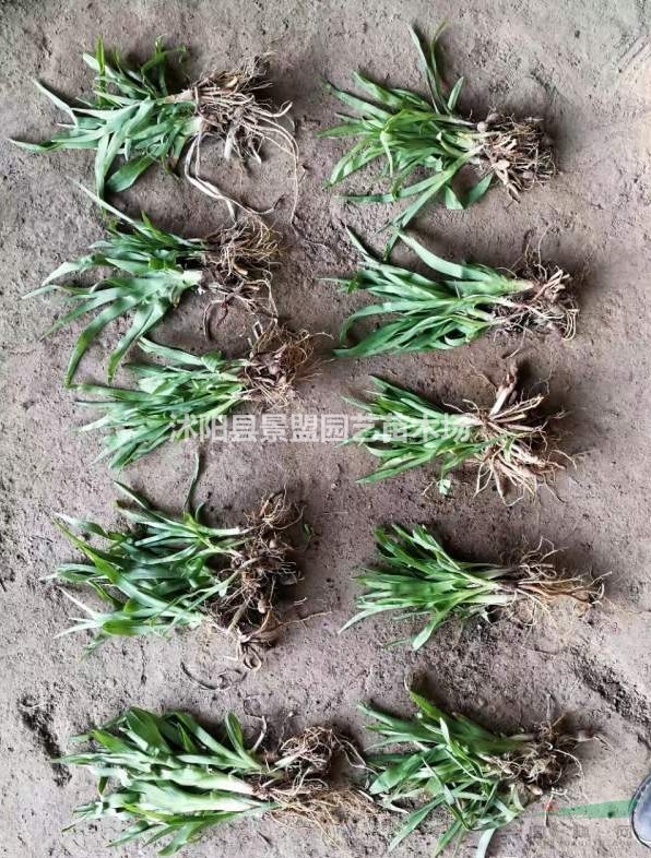 7月份可以栽植鳶尾花嗎？